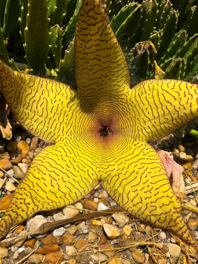 Stapelia Blumensamen zur Aussaat robust Sorte Traditionssorte & ohne Gentechnik Samen Hausgarten
