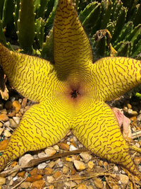 Stapelia Blumensamen zur Aussaat robust Sorte Traditionssorte & ohne Gentechnik Samen Hausgarten