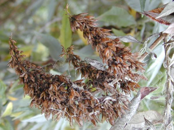 Braun Buddleja Blumensamen zur Aussaat saisonal Dauerblüher Traditionssorte & ohne Gentechnik Samen Hausgarten
