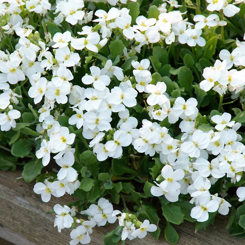 Aussaat aubrieta rock cascade weiß samen innen