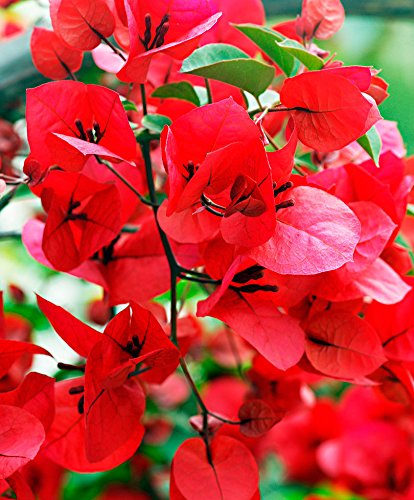 Aussaat rot bougainvillea samen innen