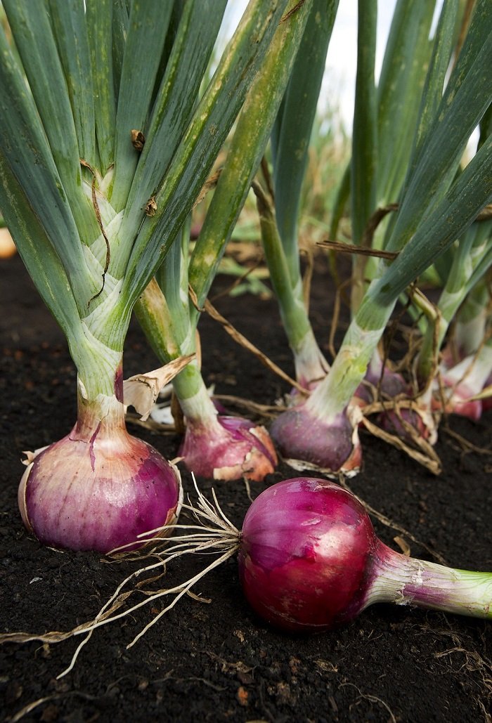 Starting climbing onion samen indoors trays