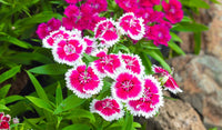 Aussaat rosa dianthus samen innen trays