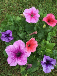 Aussaat double-petal petunia samen innen