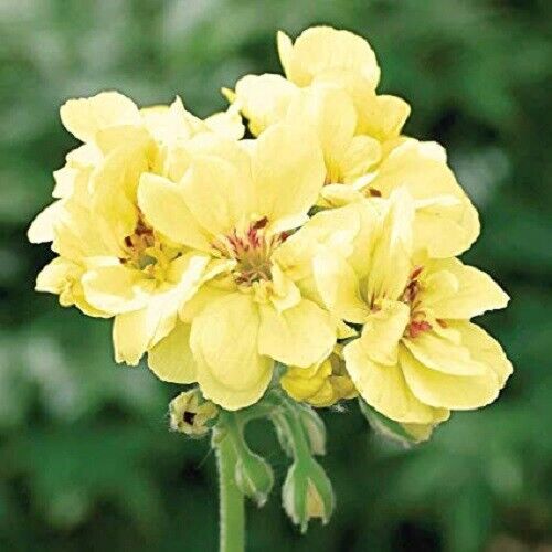 Aussaat univalve geranium light gelb samen innen