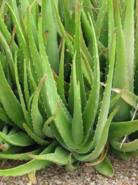 Starting green Aloe Vera Samen indoors
