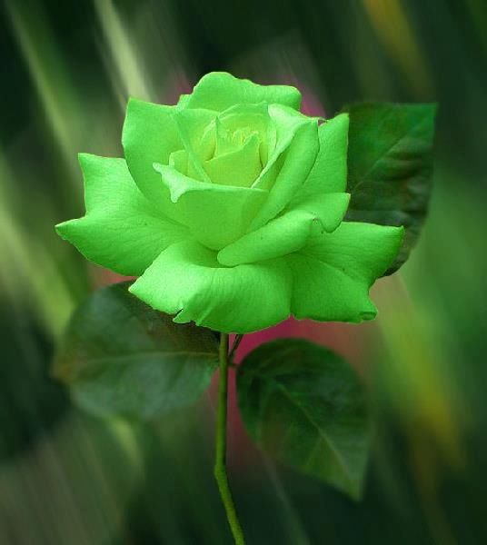 Aussaat grün rose rot edge samen innen