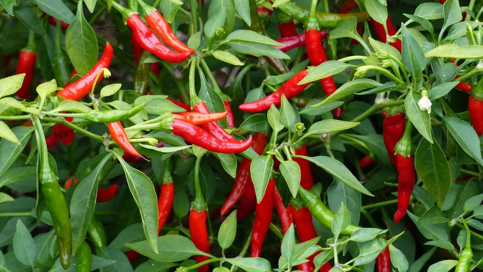 Starting hot pepper samen indoors trays