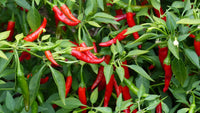 Starting hot pepper samen indoors trays