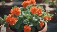 Aussaat light orange geranium samen innen