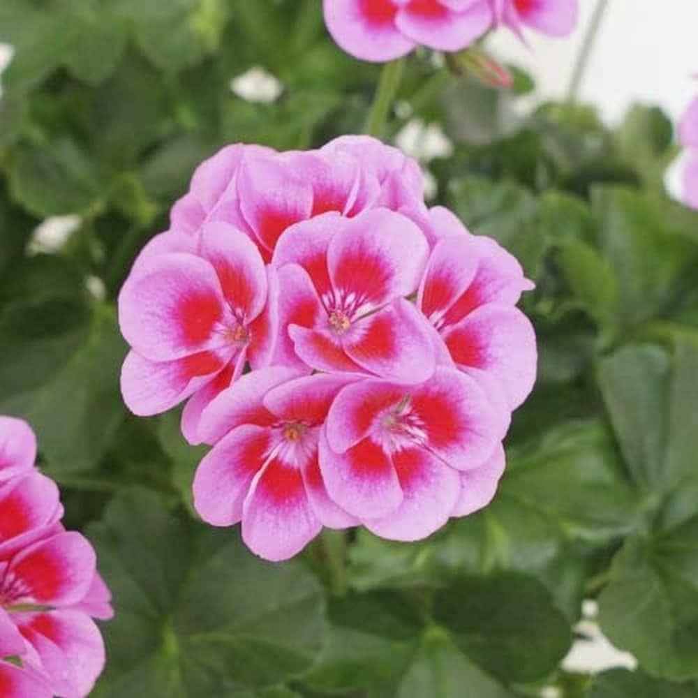 Aussaat light rot geranium samen innen trays