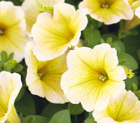 Aussaat light gelb petunia samen innen