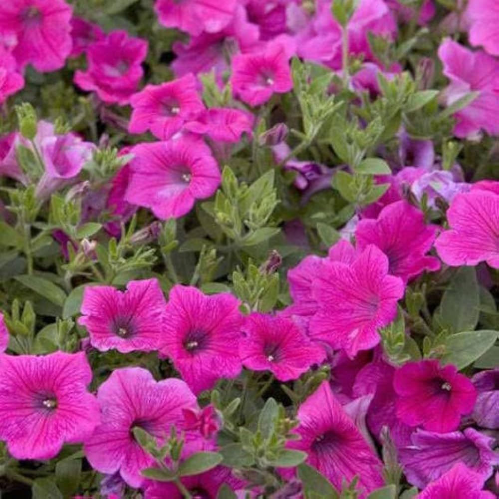 Aussaat rosa petunia samen innen
