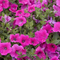 Aussaat rosa petunia samen innen