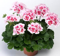 Aussaat rosa and weiß geranium samen innen