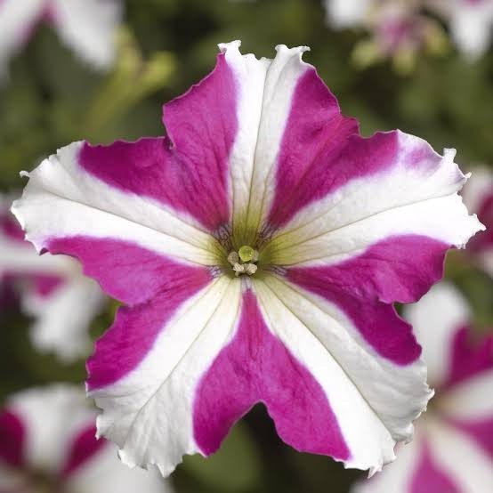 Aussaat rosa weiß petunia samen innen