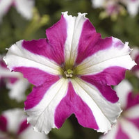 Aussaat rosa weiß petunia samen innen