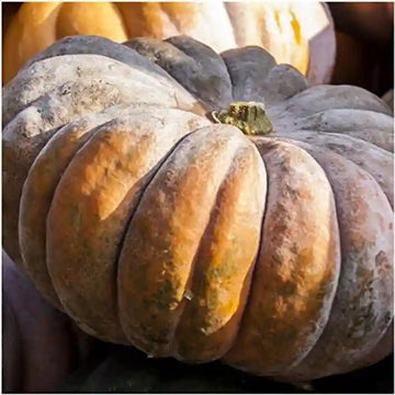 Starting fairytale pumpkin samen indoors trays