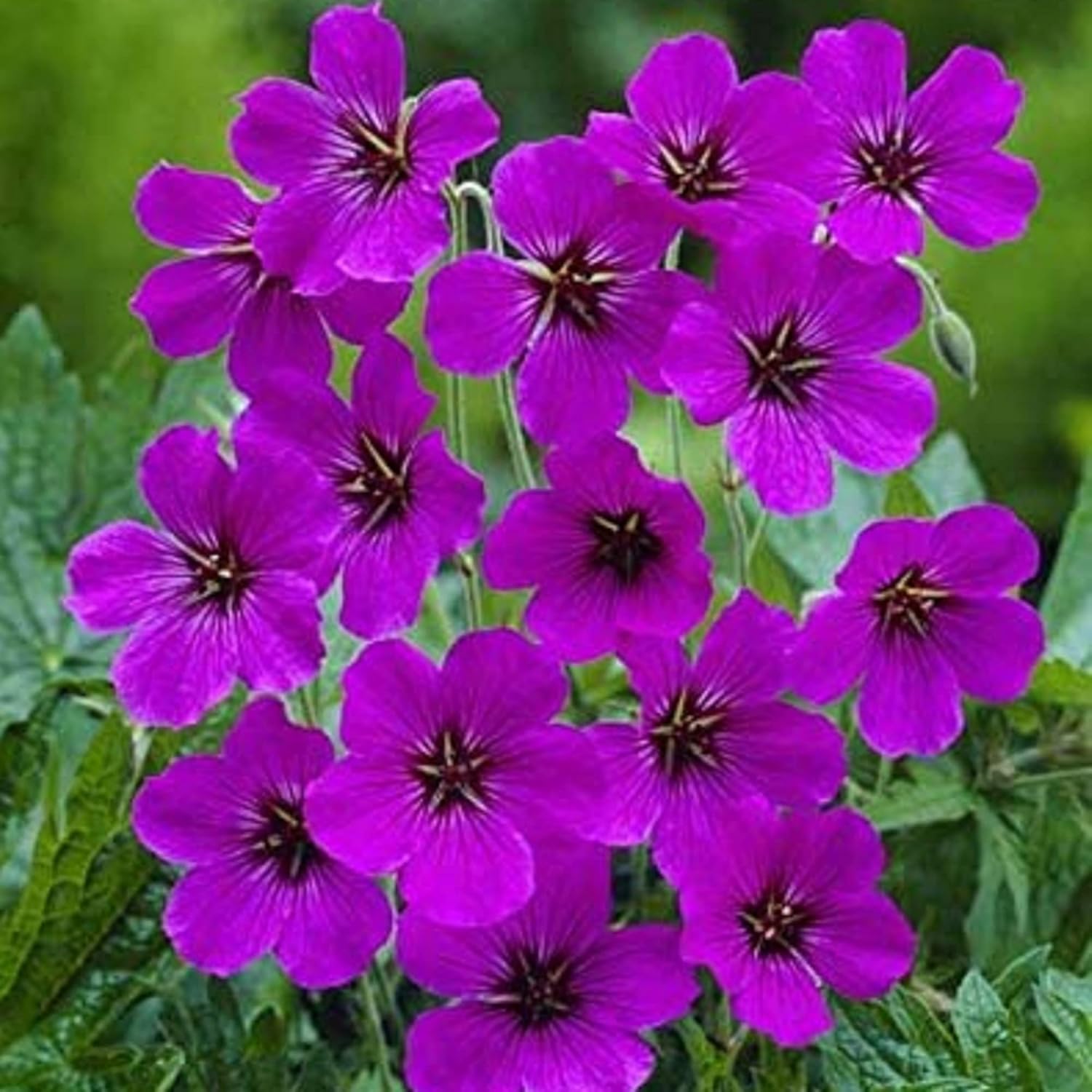 Aussaat lila geranium samen innen