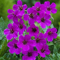 Aussaat lila geranium samen innen