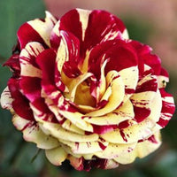 Aussaat rot and gelb rose samen in samen trays