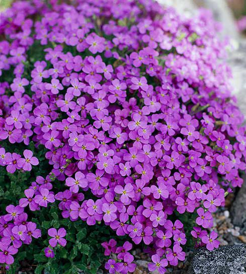Aussaat light rosa rock cress samen innen trays