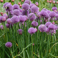 Aussaat rustic ciboulette chive samen innen