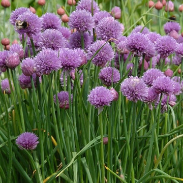 Aussaat rustic ciboulette chive samen innen