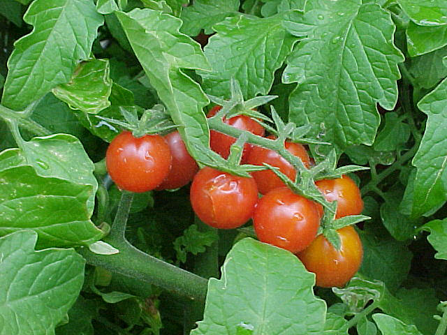Starting everglades tomato samen indoors trays
