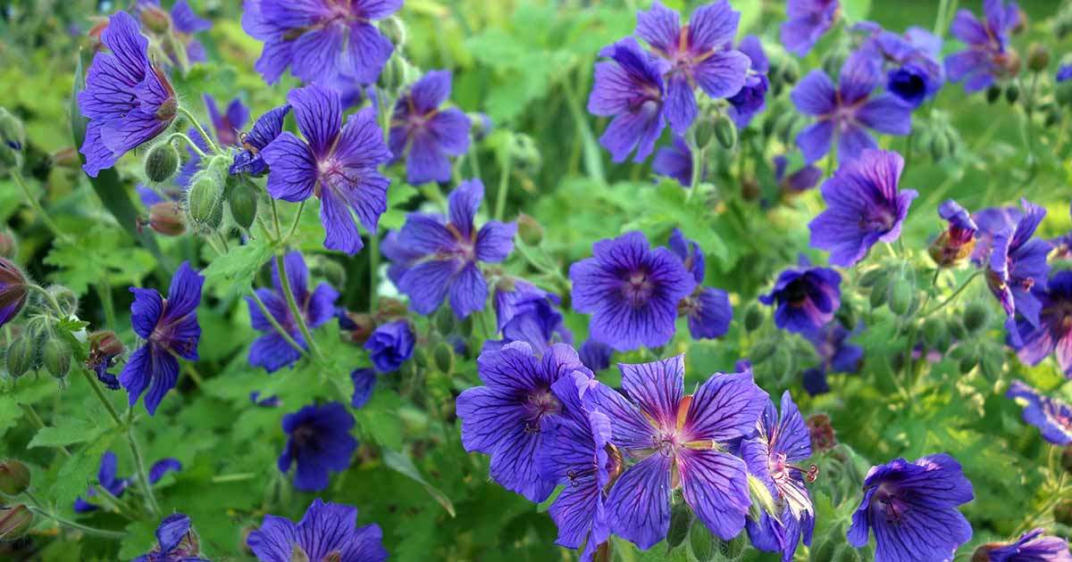 Aussaat violet rot geranium samen innen