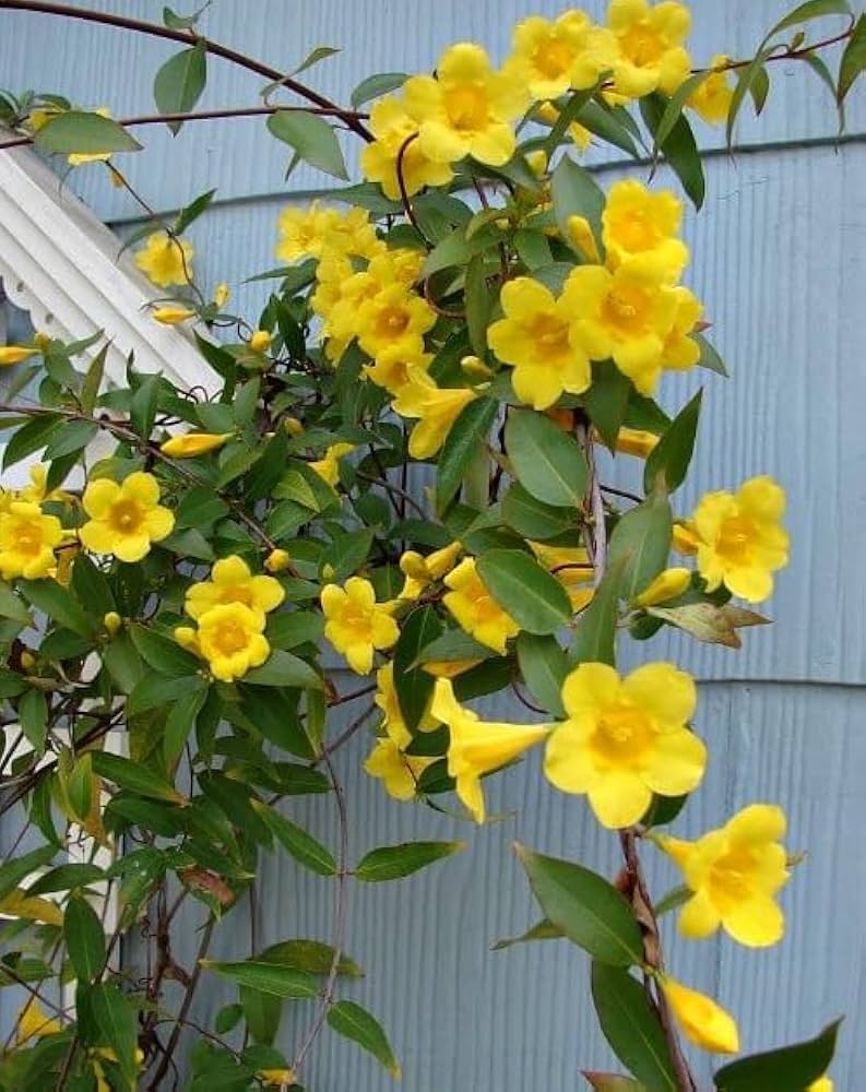 Aussaat gelb jasminum sambac samen innen