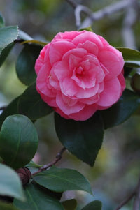 zart Rosa Springkraut Kamelie Blumensamen zur Aussaat – Landhaus Garten wichtig – Traditionssorte & ohne Gentechnik Samen Hausgarten