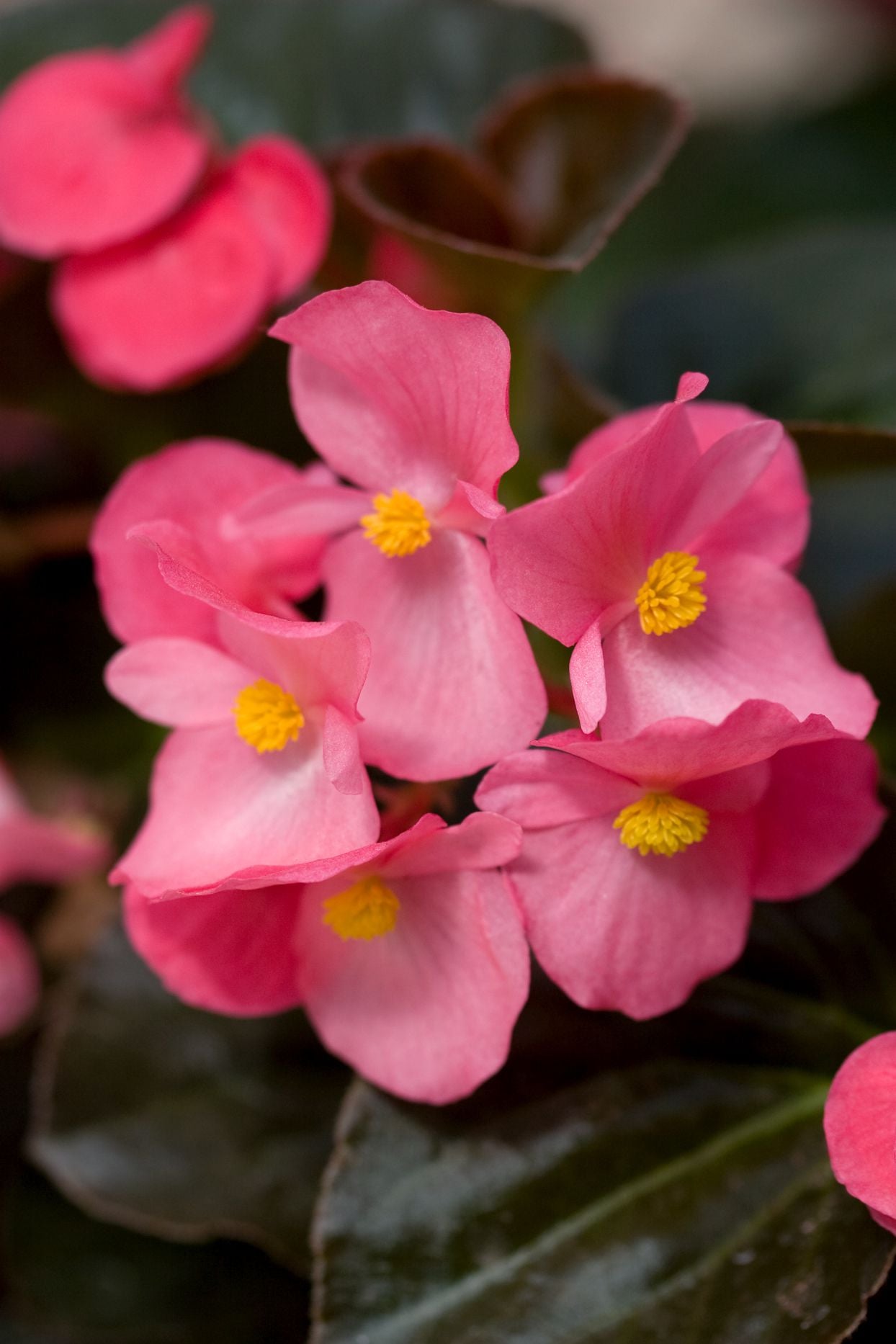 Rot wax begonias Blumensamen zur Aussaat Bestäuber freundlich Traditionssorte & ohne Gentechnik Samen Hausgarten