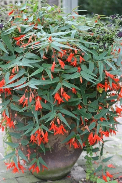 Boliviensis Blumensamen zur Aussaat Schnitt Blume beliebt Traditionssorte & ohne Gentechnik Samen Hausgarten