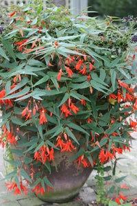 Boliviensis Blumensamen zur Aussaat Schnitt Blume beliebt Traditionssorte & ohne Gentechnik Samen Hausgarten