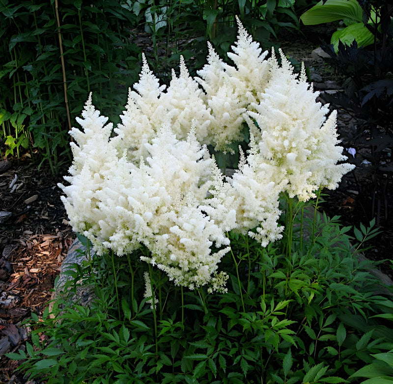 Semillas de flores de Astilbe blanca para sembrar – ideales para un jardín exuberante