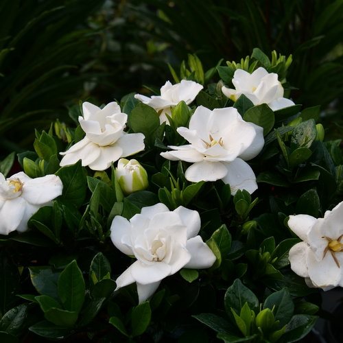 Weiß Gardenia Jasminoides Blumensamen zur Aussaat – duftend Garten mehrjährige Blüten