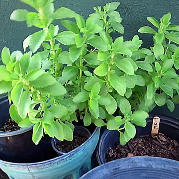 Stevia Samen Germinating in Warm, Well-Drained Soil