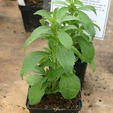 Stevia rebaudiana from Samen thriving in container Garten