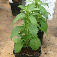 Stevia rebaudiana from Samen thriving in container Garten