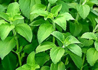 Young Stevia Seedlings Anbau in Sunlight