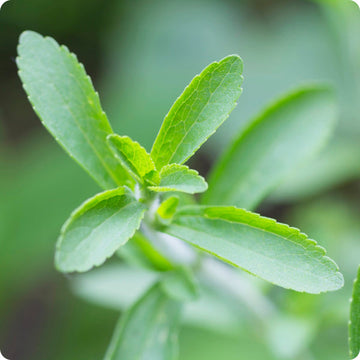 Stevia Samen Stevia rebaudiana compact green Kraut