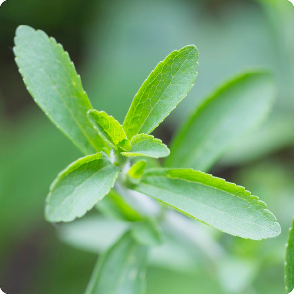 Stevia Samen Stevia rebaudiana compact green Kraut