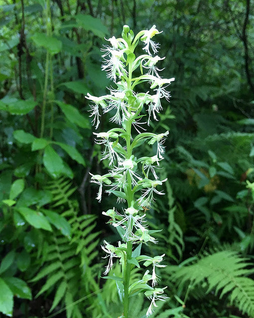 Fringed Orchidee Blumensamen zur Aussaat ideal Rabatten Traditionssorte & ohne Gentechnik Samen Hausgarten