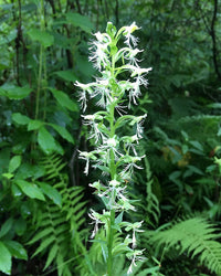 Fringed Orchidee Blumensamen zur Aussaat ideal Rabatten Traditionssorte & ohne Gentechnik Samen Hausgarten