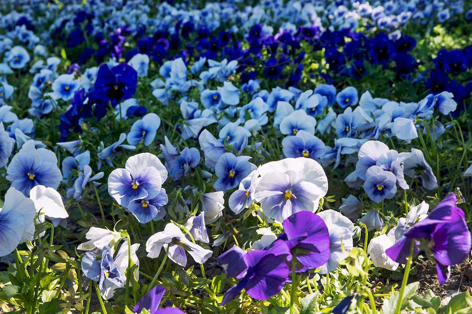 Weiß Blau Stiefmütterchen Blumensamen zur Aussaat Halbschatten verträglich Traditionssorte & ohne Gentechnik Samen Hausgarten