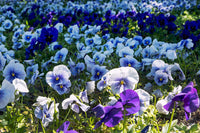 Weiß Blau Stiefmütterchen Blumensamen zur Aussaat Halbschatten verträglich Traditionssorte & ohne Gentechnik Samen Hausgarten