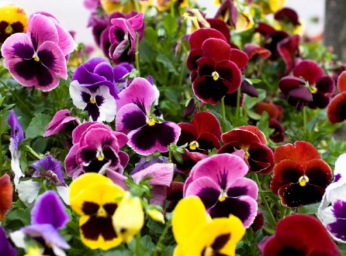 Stiefmütterchen Swiss Blumensamen zur Aussaat Bestäuber freundlich Traditionssorte & ohne Gentechnik Samen Hausgarten