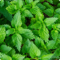 Stinging Nettle Samen with Aussaat and stratification guide