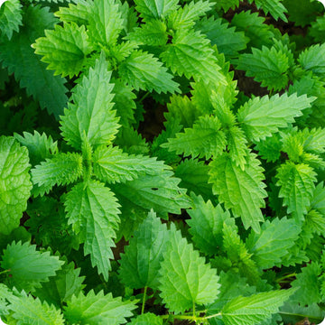 Stinging Nettle Samen with Aussaat and stratification guide